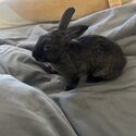 Bunny for sale -1