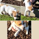 Jack Russell/Foxy Terrier 8 Week Old Puppies -1