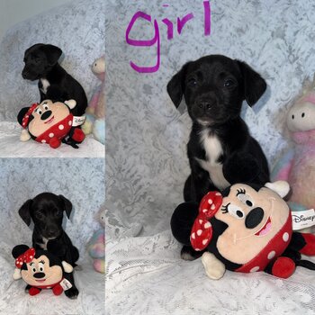 terrier cross staffy pups available for adoption 