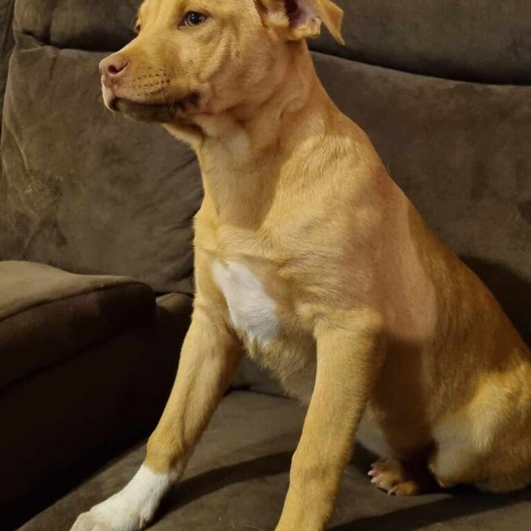 Shar Pei x Staffy Puppies