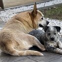 Blue Cattle Dog Puppy-1