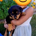 Rotweiler Puppies-1