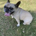 Lovable French Bulldog -4