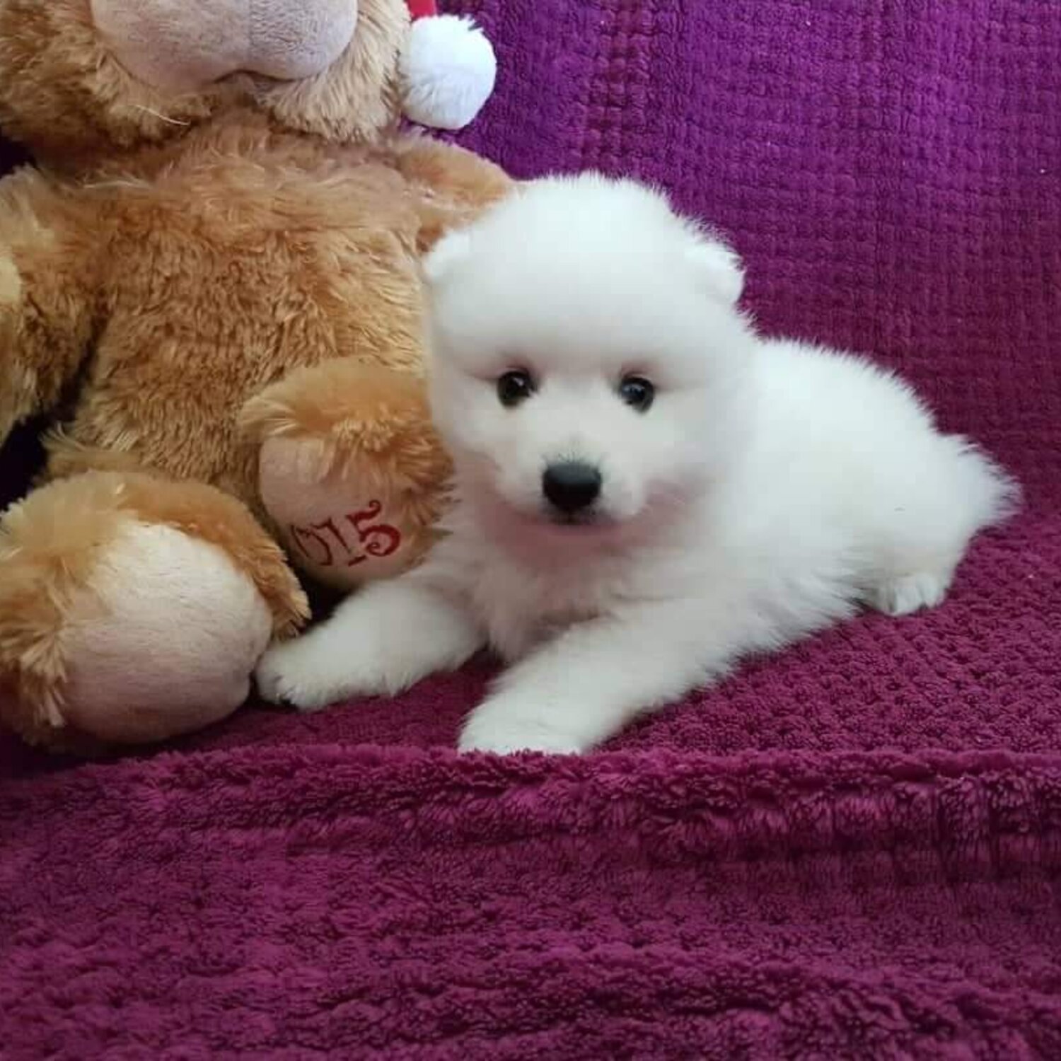 PURE BREED JAPANESE SPITZ WITH PAPERS