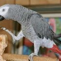 Ready Now, African Gray Parrot for sale-1