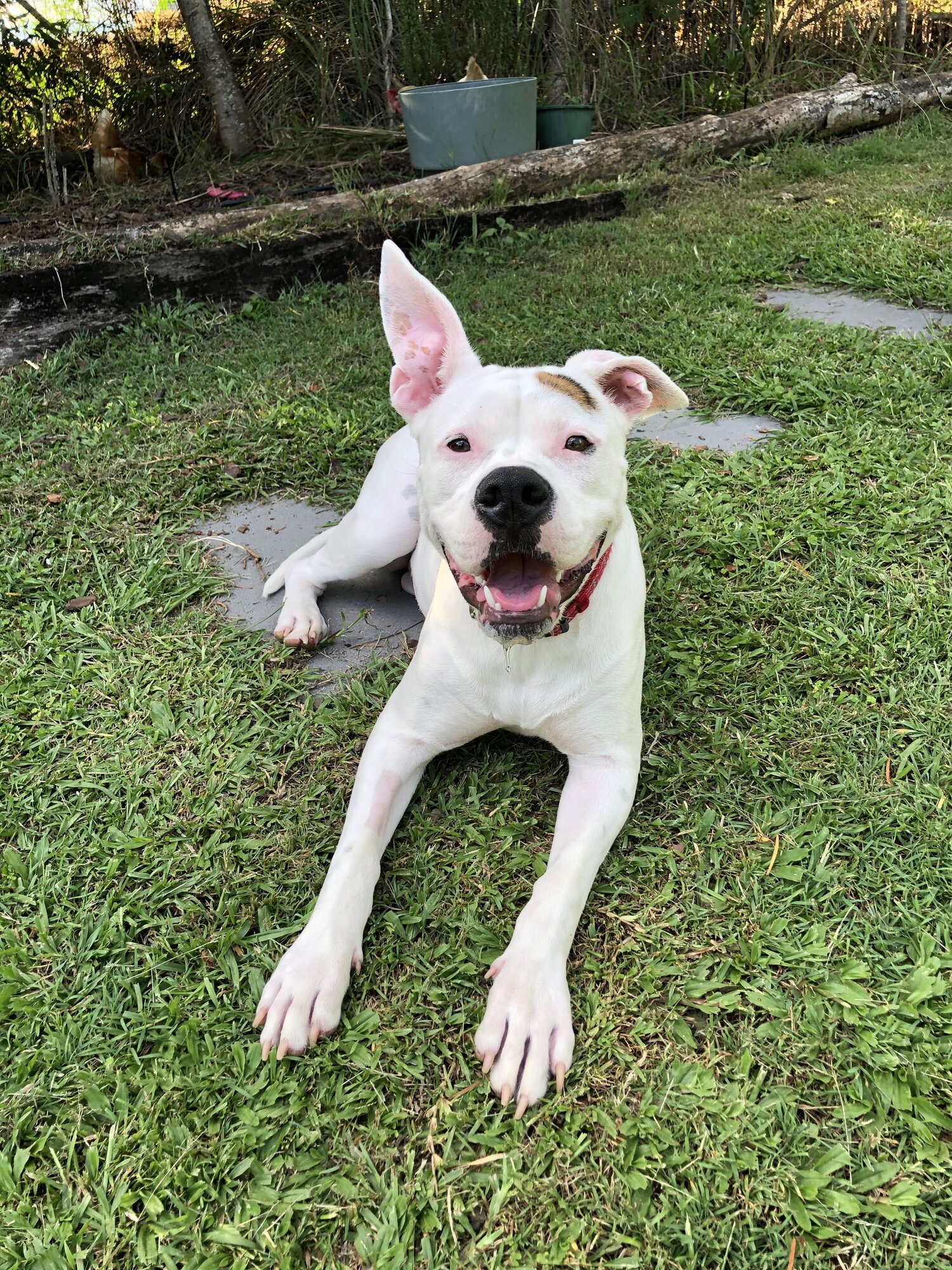 American bulldog cross puppy for adoption