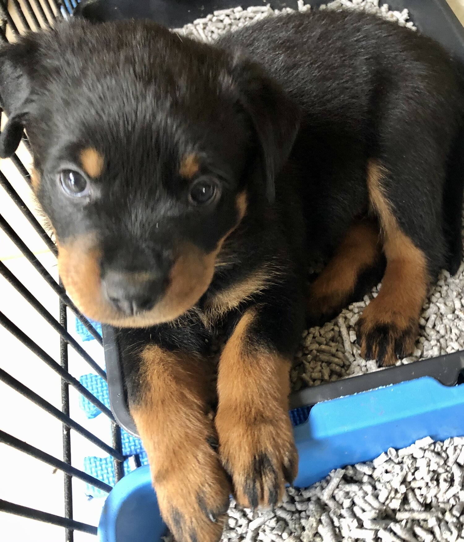 6 x Purebred Rottweilers for sale