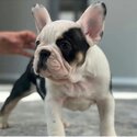 French bulldog puppy for a caring home .-0