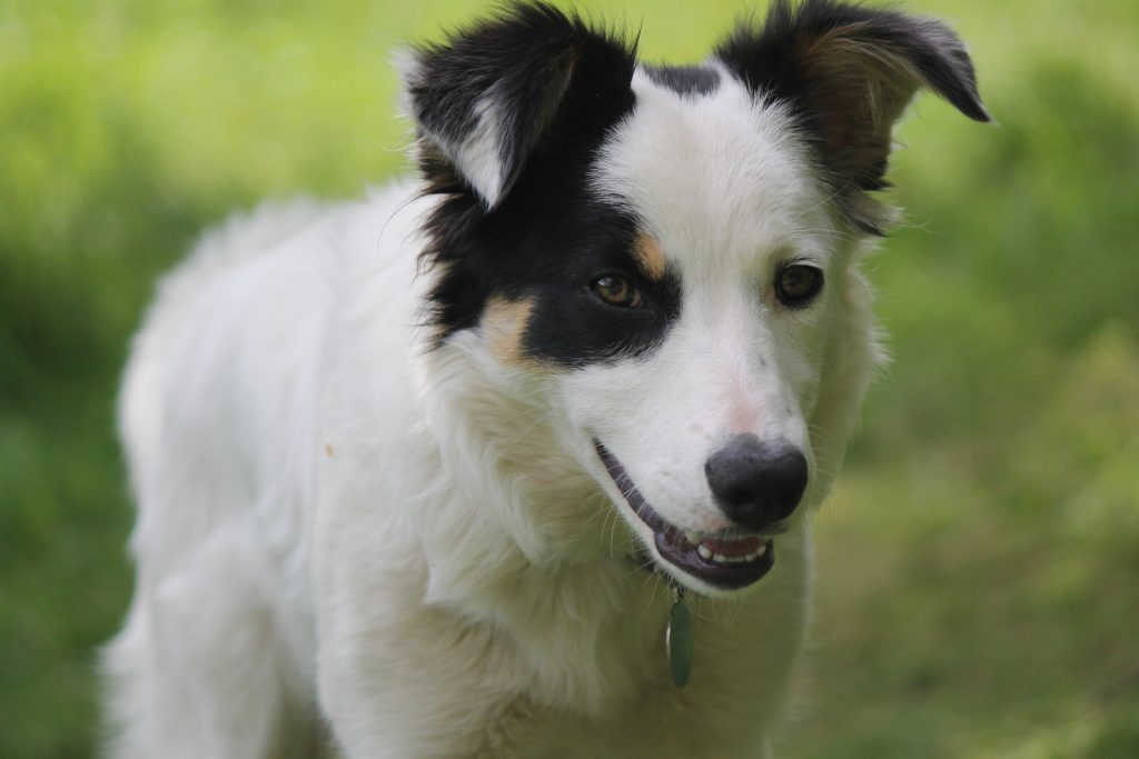 Border Collie Dog