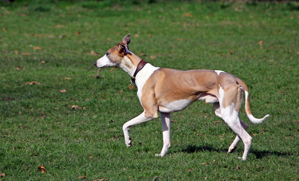 whippet dog