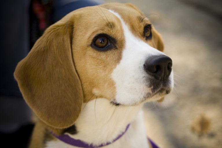 beagles-for-sale-pet-adoption-and-sales