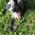 Blue Heeler Puppy For Sale