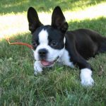 Boston Terrier Puppy For Sale