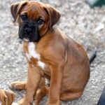 Boxer Puppy For Sale