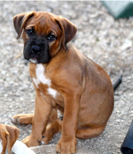 boxer puppies for sale south carolina