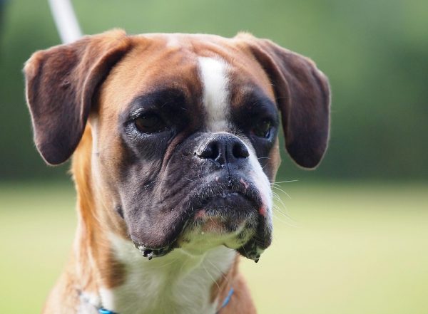 Boxers For Sale - Pet Adoption and Sales