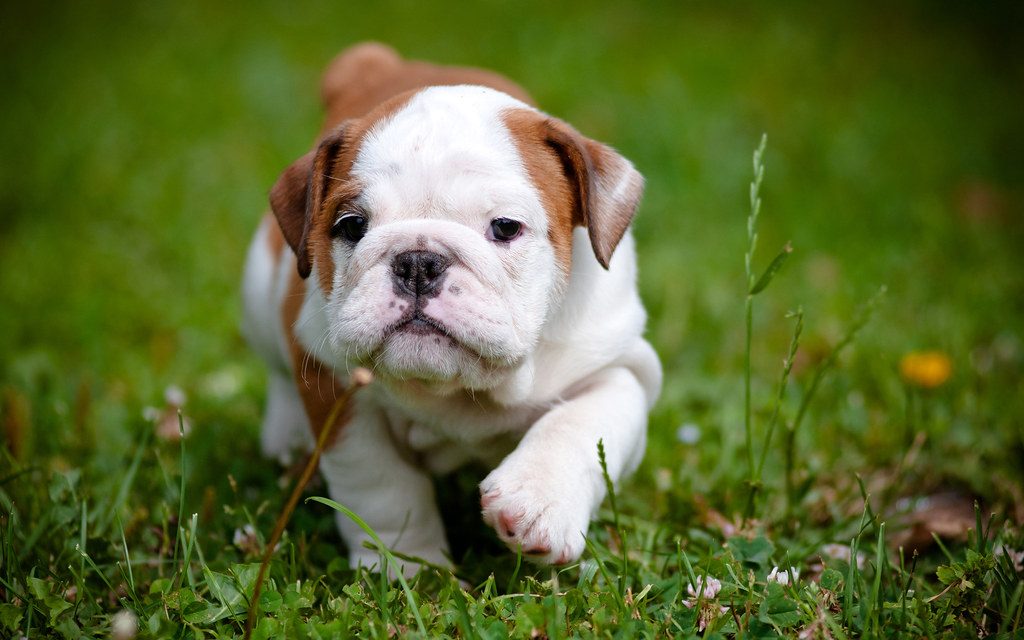 British Bulldog Puppies For Sale - Pet Adoption and Sales