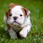 British Bulldog Puppy For Sale