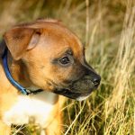 Bull Terrier Puppy For Sale