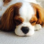 Cavalier King Charles Spaniel Puppy For Sale