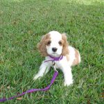 Cocker Spaniel Puppy For Sale