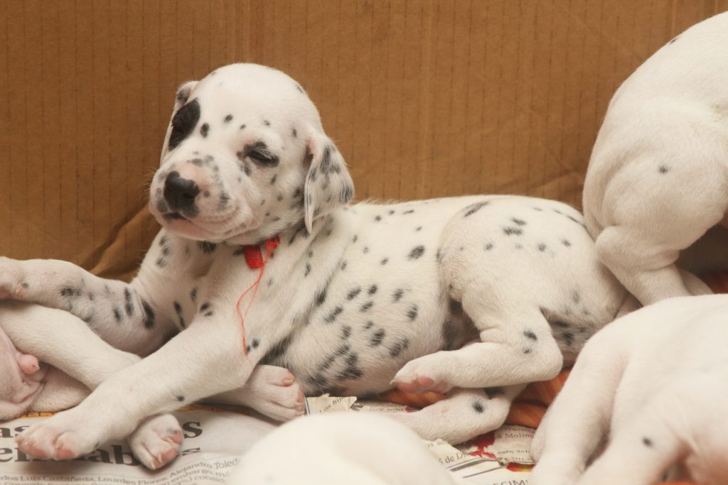 Dalmatian Puppy For Sale