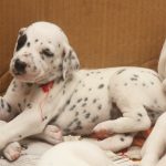 Dalmatian Puppy For Sale