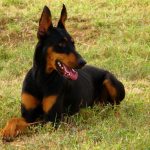 Doberman Pinscher Dog