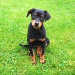 Doberman Puppy For Sale