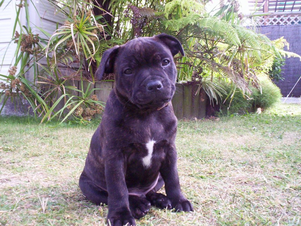 For Sale English Staffy