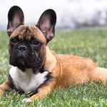 For Sale French Bulldog