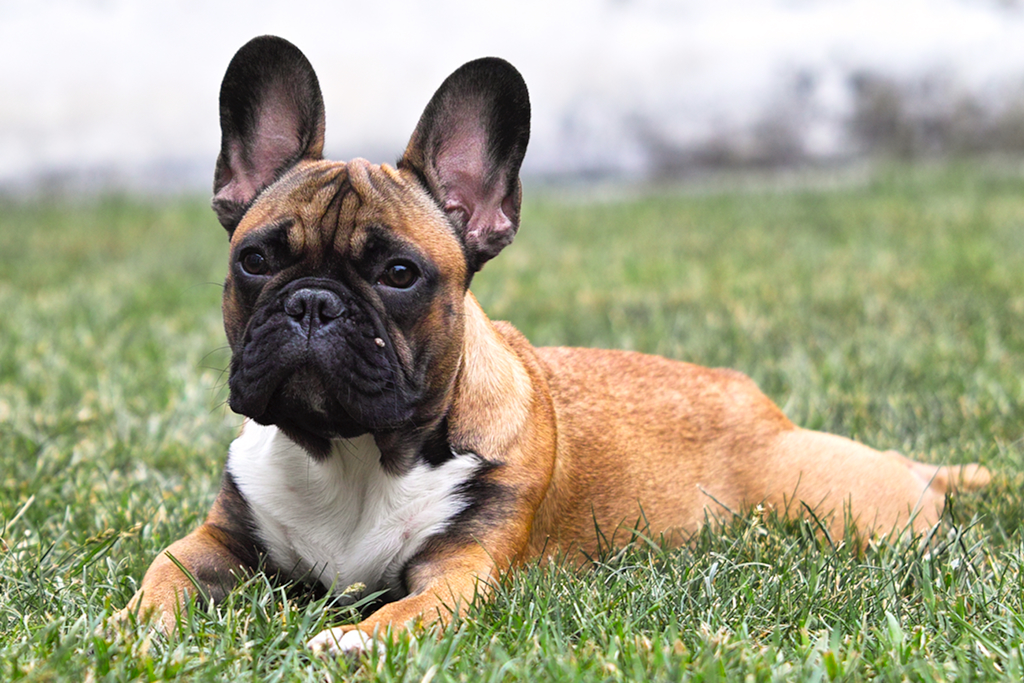 For Sale French Bulldog