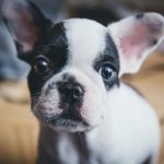 French Bulldog Puppy For Sale