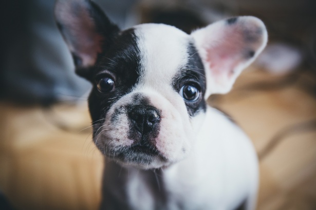 French Bulldog Puppy For Sale