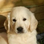 Golden Retriever Puppy For Sale