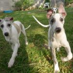 Greyhound Puppy For Sale