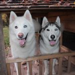 For Sale Huskies