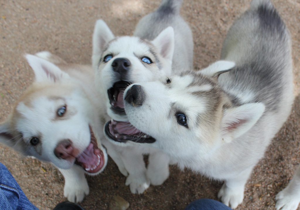 husky puppy for sale