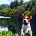 Jack Russell Puppy For Sale