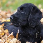 Labradoodle Puppy For Sale