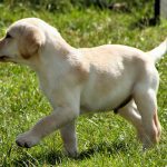 Labrador Puppy For Sale