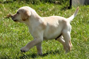 Labrador Puppy For Sale