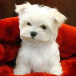 Maltese Puppy For Sale