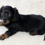 Mini Dachshund Puppy For Sale