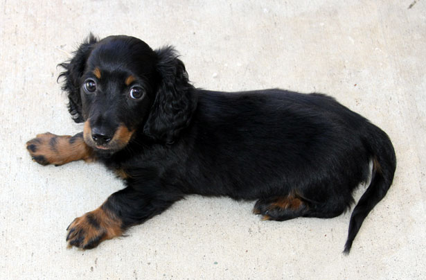 Mini Dachshund Puppy For Sale