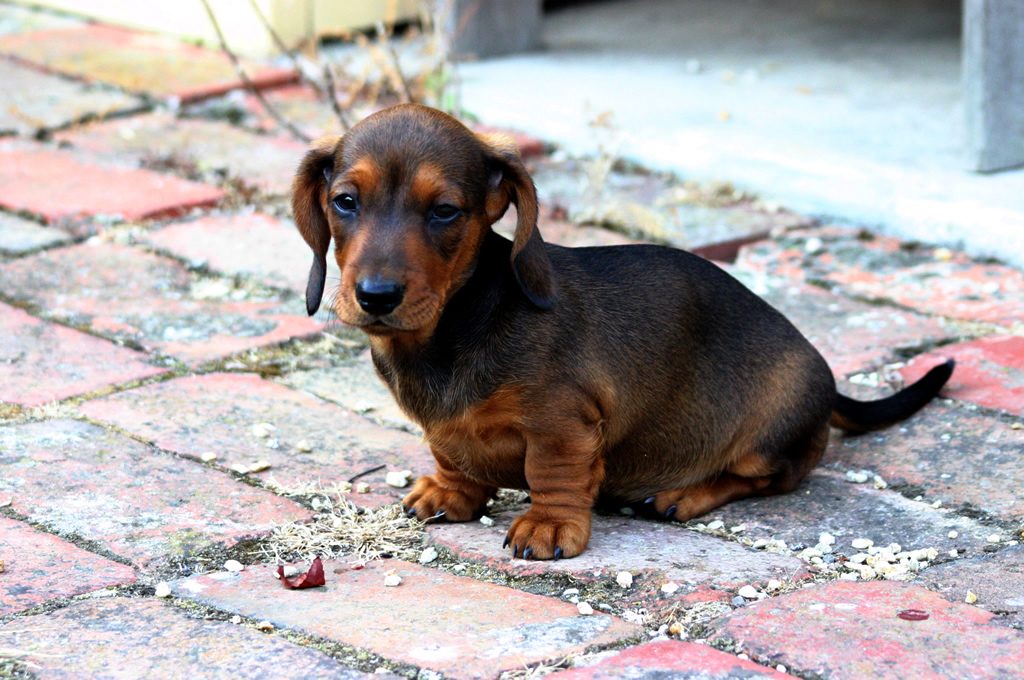 toy dachshund puppies for sale