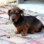 Miniature Dachshund Puppy For Sale