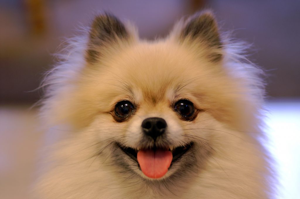 For Sale Pomeranian