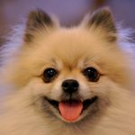 For Sale Pomeranian