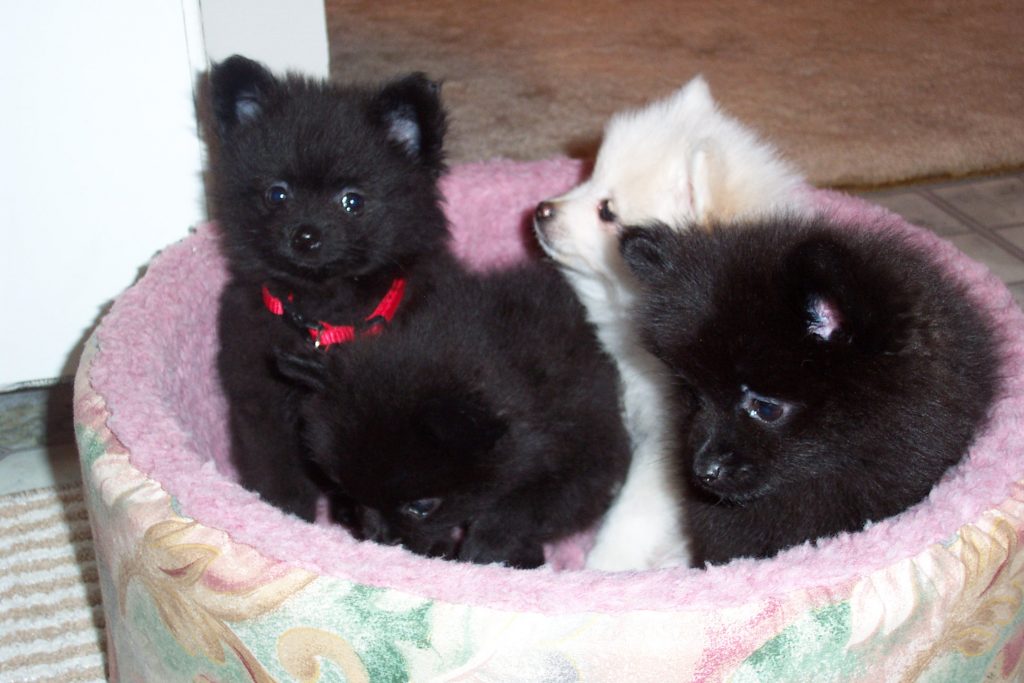 Pomeranian Puppy For Sale